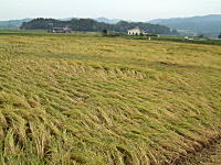 コシヒカリの産直中西農場