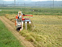 コシヒカリの産直中西農場