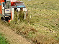 コシヒカリの産直中西農場