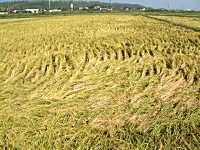 コシヒカリの産直中西農場