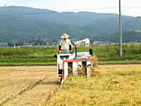コシヒカリの産直中西農場