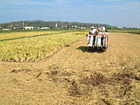 コシヒカリの産直中西農場