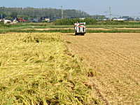 コシヒカリの産直中西農場