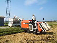 コシヒカリの産直中西農場