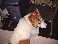 コシヒカリの産直中西農場