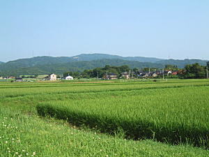 �R�V�q�J���̎Y�������_��